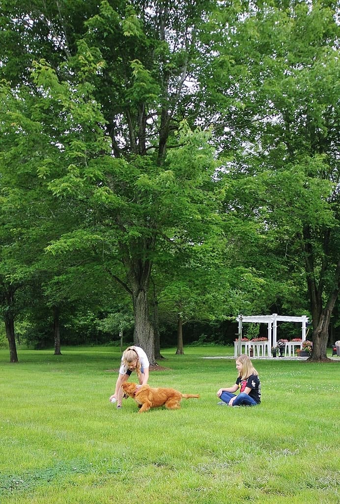 Our Golden Retriever