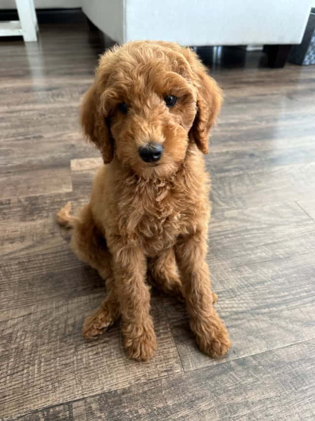 A fluffy brown puppy with curly fur sits on a wooden floor, looking up with curious eyes. The puppy's ears hang down close to its face, and its tail rests on the ground behind it. The background features a light-colored piece of furniture.