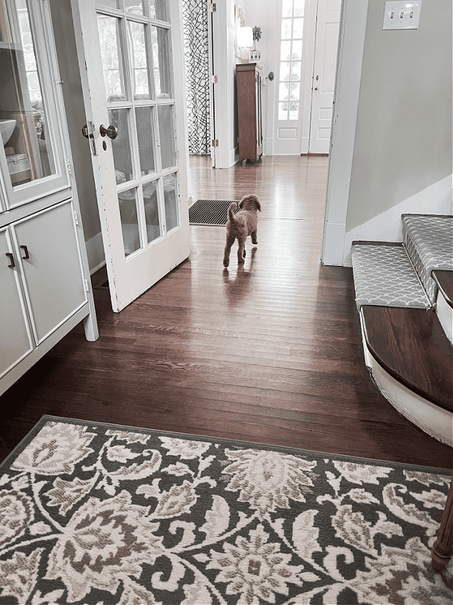 A small brown dog with curly fur walks down a hallway with wooden floors. The hallway has a white French door on the left and stairs with a patterned carpet on the right. A rug with a floral pattern is in the foreground. Light streams in through windows at the far end.