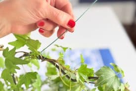 A hand with red nail polish is delicately wrapping a thin green wire around the stems of a leafy green plant, possibly to support or train its growth. The background is softly blurred, emphasizing the focus on the plant and hands.