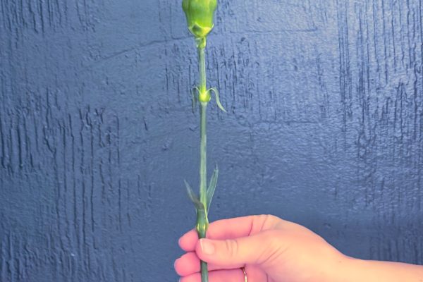 A hand holding a single long-stemmed pink carnation flower in front of a textured dark blue wall.