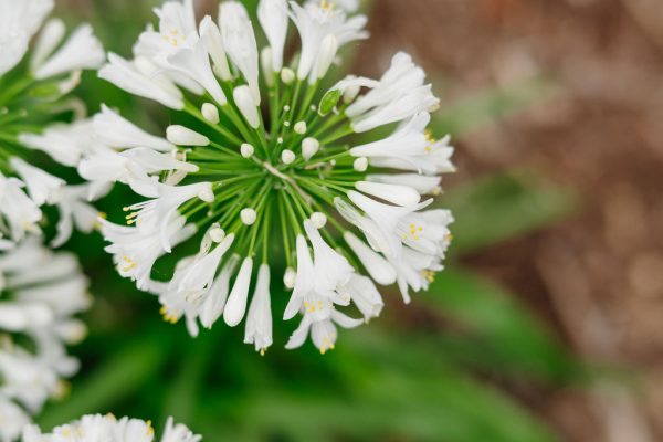 Close-up view of white allium flowers with spherical clusters of small blossoms, set against a blurred brown and green background.